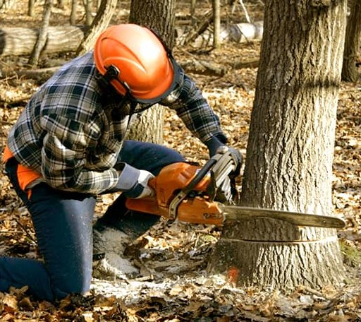 Tree Removal in Amherst, VA